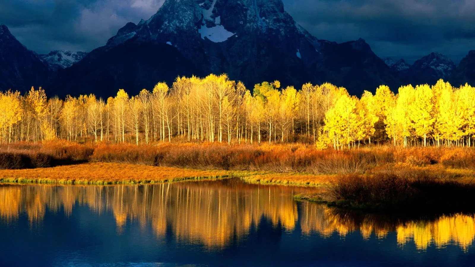 The Pando aspen colony, Fishlake National Forest, Utah